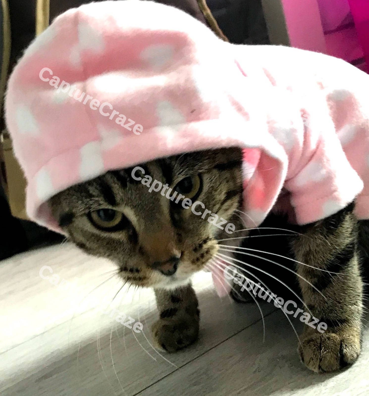 Cute Cat